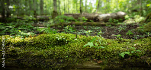 Panorama of Log with Moss and Sprouting Trees in Forest