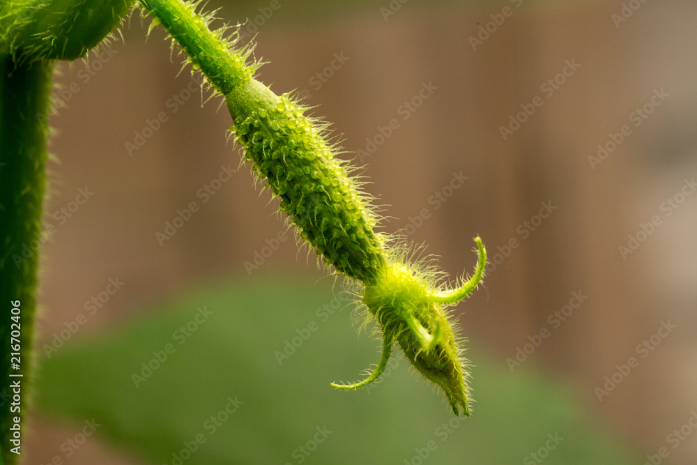 The growth and blooming cucumbers. the Bush cucumbers on the trellis. Cucumbers vertical planting. Growing organic food. Cucumbers harvest.Flowering cucumber plants with yellow flowers, The growth and blooming cucumbers. the Bush cucumbers on the trellis. Cucumbers vertical planting. Growing organic food. Cucumbers harvest.Flowering cucumber plants with yellow flowers,