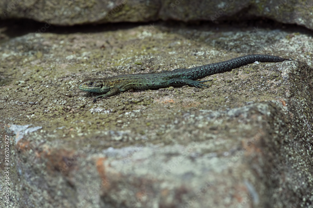 Viviparous Lizard (Zootoca vivipara)/Common Lizard basking on lichen covered stone wall Viviparous Lizard (Zootoca vivipara)/Common Lizard basking on lichen covered stone wall