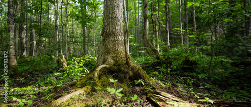 Large Tree in Forest Centered Close Up Panorama 