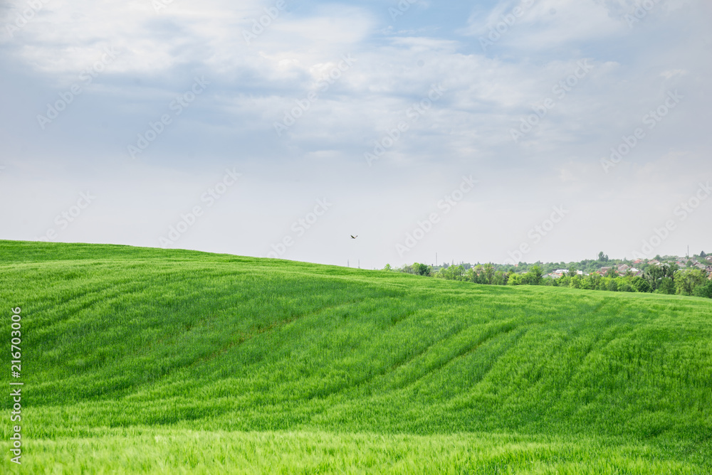 beautiful view of green barley filed. copy space beautiful view of green barley filed. copy space