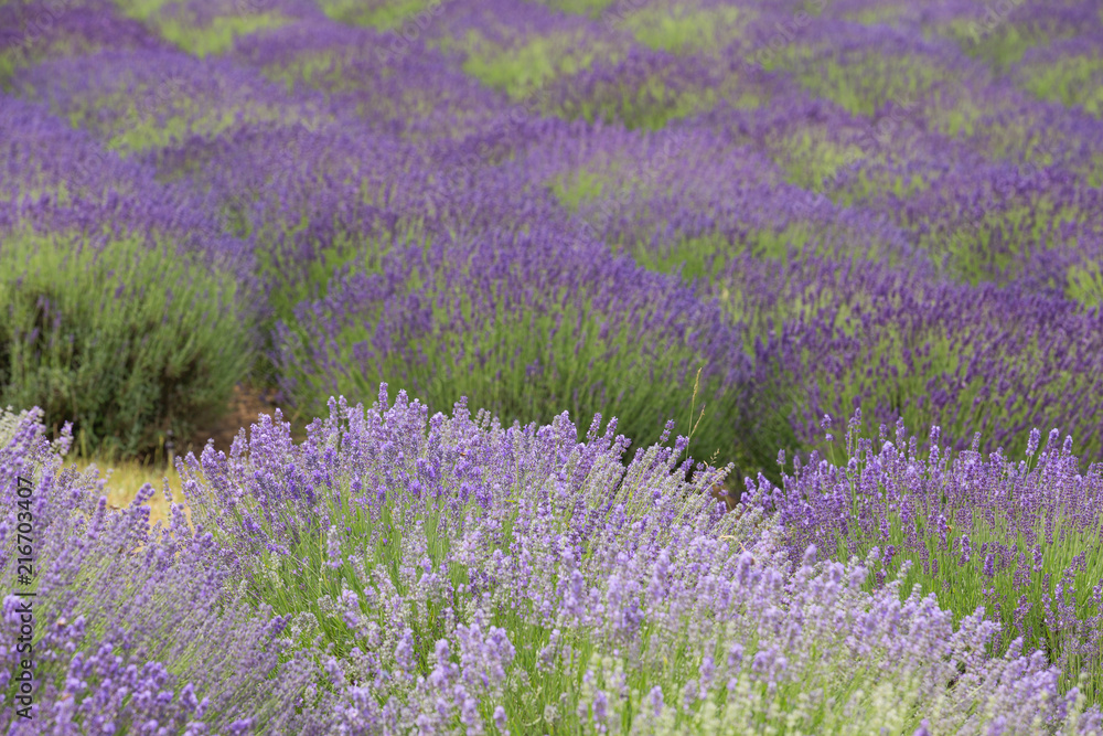 Naklejka premium flourishing fields of lavender