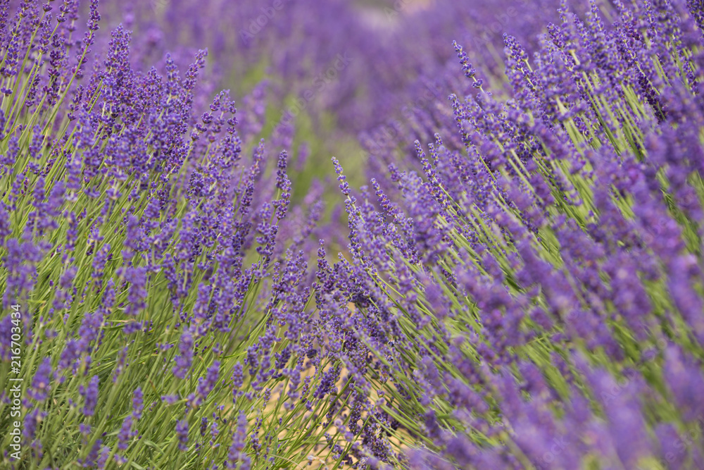 Obraz premium flourishing fields of lavender
