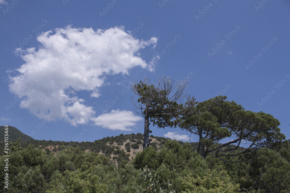 Old limber pine in the Rocky Mountain