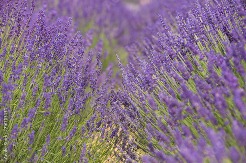 Fototapeta Naklejka Na Ścianę i Meble -  flourishing fields of lavender