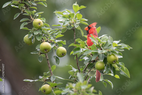 Cardinal