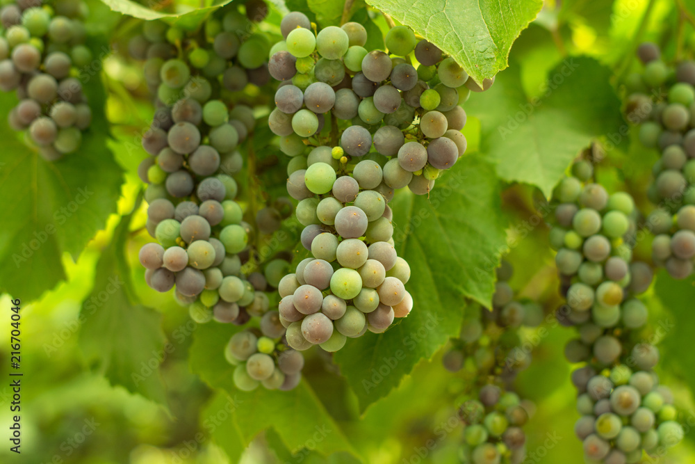 a grapes of unripe grapes for the production of red wine a grapes of unripe grapes for the production of red wine