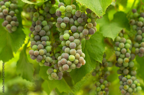 Tableau sur toile a grapes of unripe grapes for the production of red wine