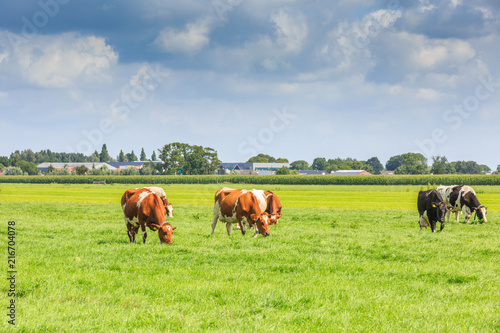 Fototapeta Naklejka Na Ścianę i Meble -  Dutch polder and meadow landscape in the summer with juicy green grass and grazing black and brown white cows against a horizon with hedgerows and farms and a  Dutch cloudy sky