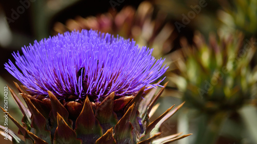 Colorful purple flower in foreground, wild artichoke in early summer