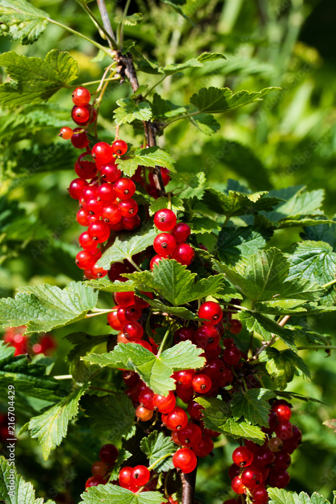 Red Currant closeup on green Red Currant closeup on green