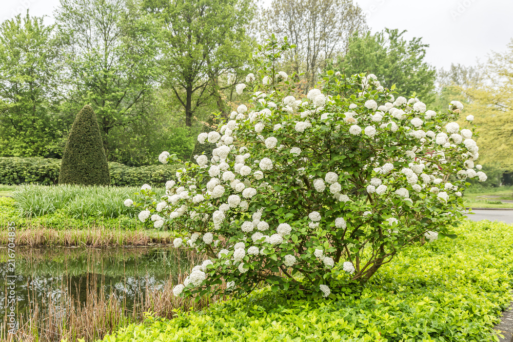 Viburnum Snowball, Viburnum carlesii, is a shrub with spherical growth