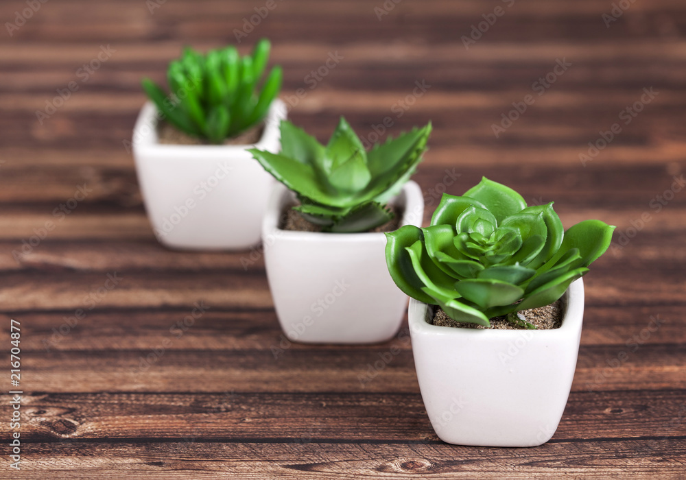 Green plants on wooden background Green plants on wooden background