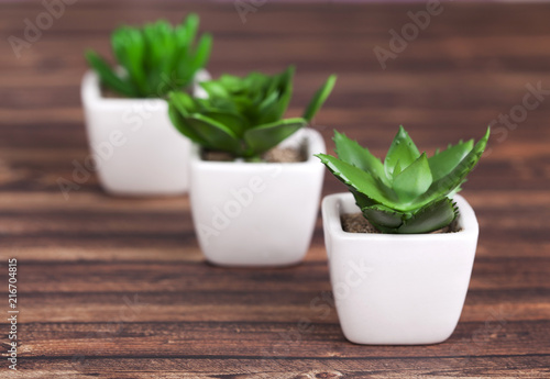 Green plants on wooden background