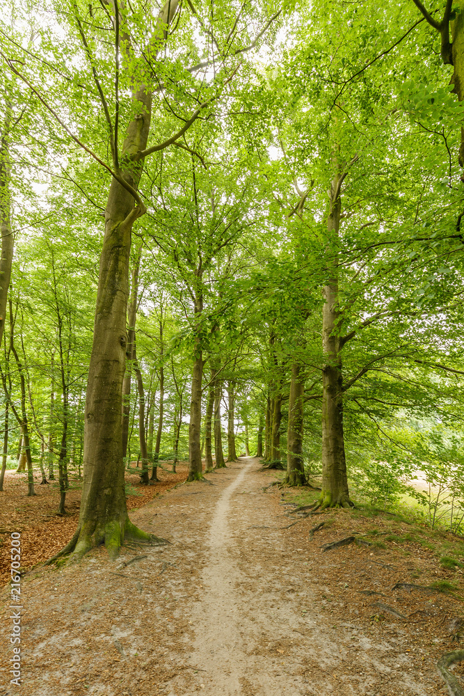 Beautiful forest avenue large beech trees, Fagus sylvatica, along footpath on estate belonging to country house Huis ter Eerbeek dating 1822 in the Dutch province of Gelderland Beautiful forest avenue large beech trees, Fagus sylvatica, along footpath on estate belonging to country house Huis ter Eerbeek dating 1822 in the Dutch province of Gelderland