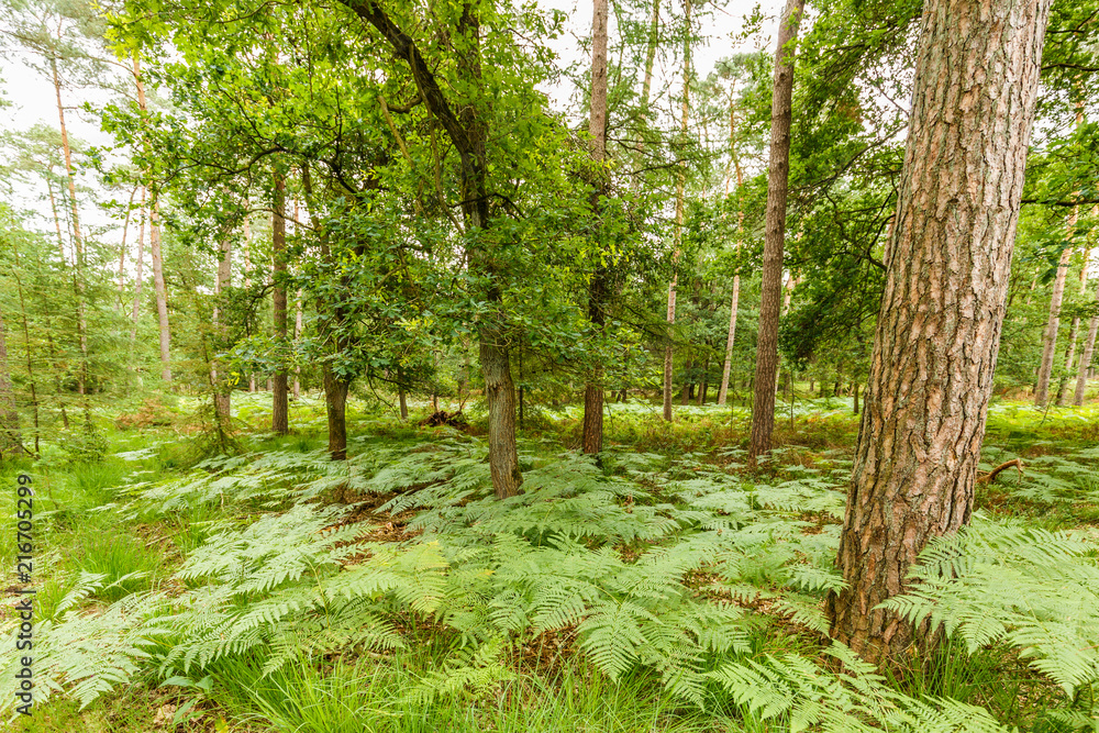 Summer landscape with mixed forest of conifers and deciduous trees with undergrowth of blueberry and ferns on the Ramenberg in the Dutch province of Gelderland Summer landscape with mixed forest of conifers and deciduous trees with undergrowth of blueberry and ferns on the Ramenberg in the Dutch province of Gelderland