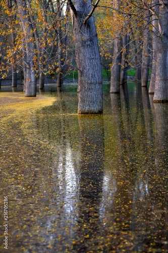 Water Forest