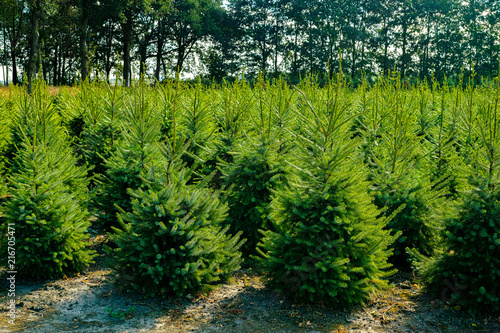 Quadro em tela Plantatnion of young green fir Christmas trees, nordmann fir and another fir pla