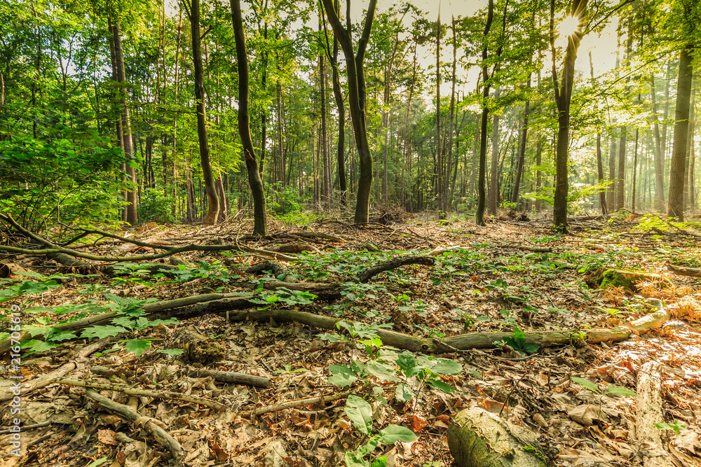 Sustainably managed natural forest with dead wood on the forest floor strengthens nature development and a healthy environment for the realization of biodiversity and natural biotopes Sustainably managed natural forest with dead wood on the forest floor strengthens nature development and a healthy environment for the realization of biodiversity and natural biotopes