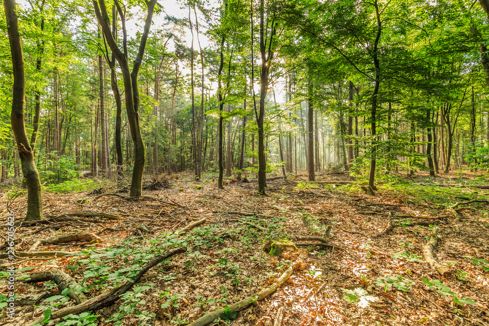 Fototapeta premium Sustainably managed natural forest with dead wood on the forest floor strengthens nature development and a healthy environment for the realization of biodiversity and natural biotopes