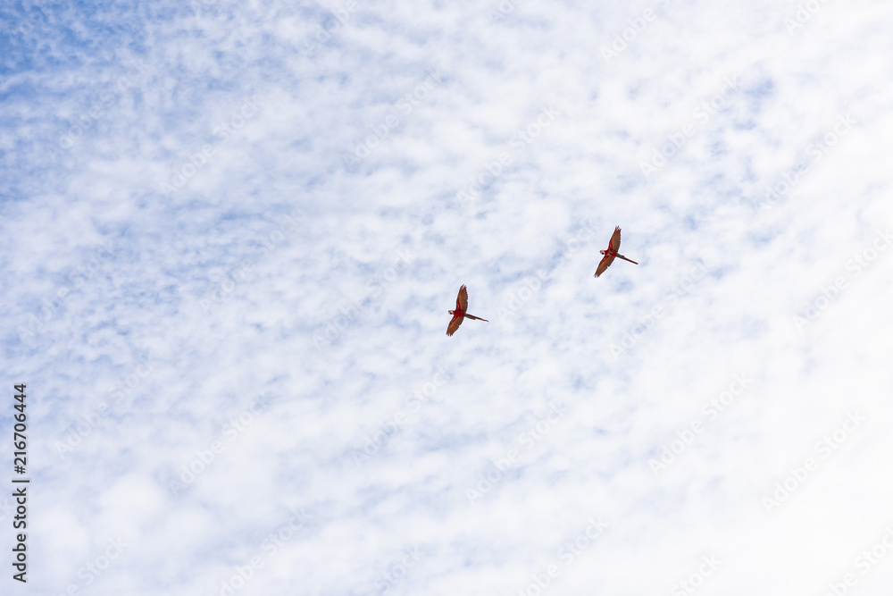 Red macaws flying