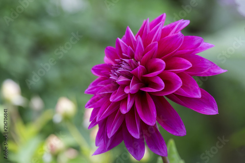 Fototapeta Naklejka Na Ścianę i Meble -  Dahlie (Dahlia)