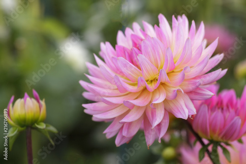 Fototapeta Naklejka Na Ścianę i Meble -  Dahlien (Dahlia)