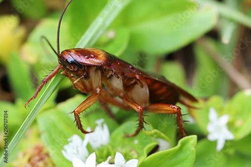 American cockroach on richardia flowers in Florida nature, closeup