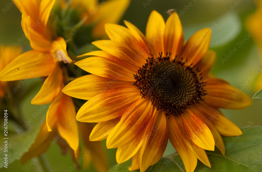 Fototapeta premium The bright yellow sunflower is blending with warm sunshine.