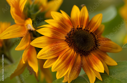 The bright yellow sunflower is blending with warm sunshine.