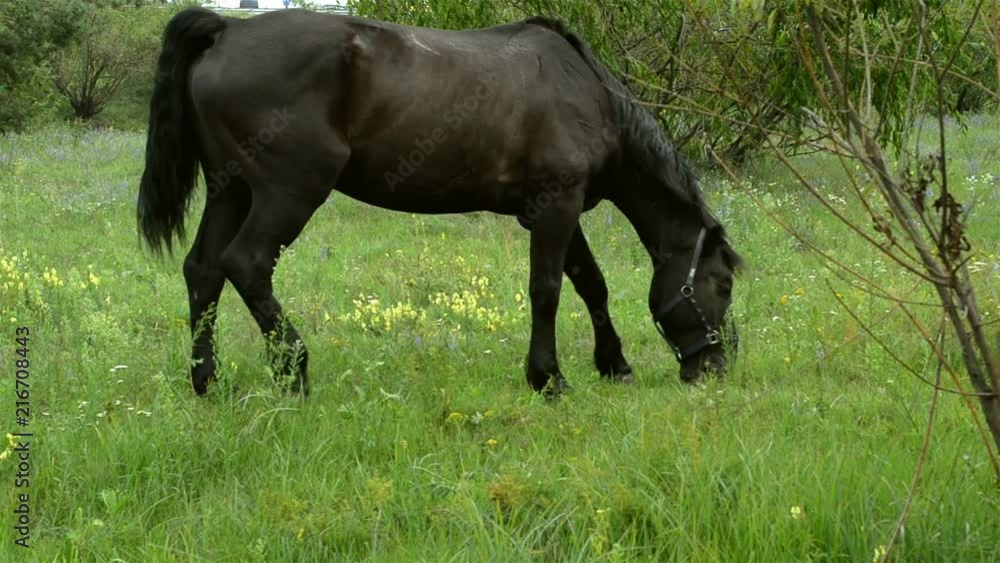 Brown domestic stallion grazes on a green meadow. Rural scene. Brown domestic stallion grazes on a green meadow. Rural scene.