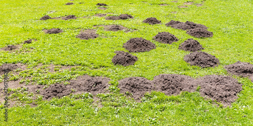 Frische Maulwurfshügel auf der Gartenwiese. photo