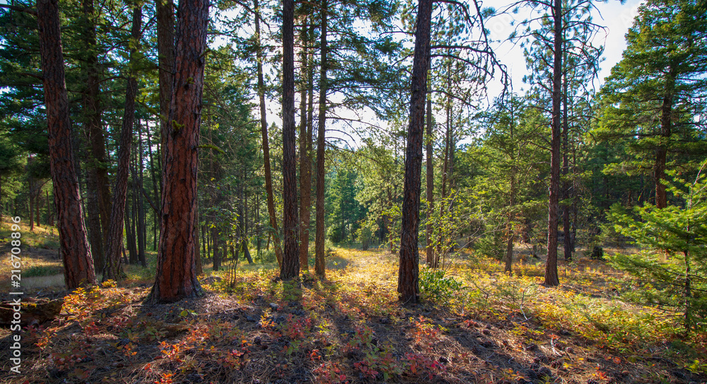 Obraz premium Scenic trees in a Forest View