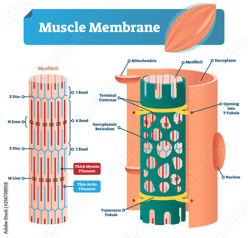 Muscle membrane vector illustration. Labeled scheme with myofibril, disc, zone, line and band. Anatomical diagram with mitochondria, sarcoplasm, reticulum and nucleus.