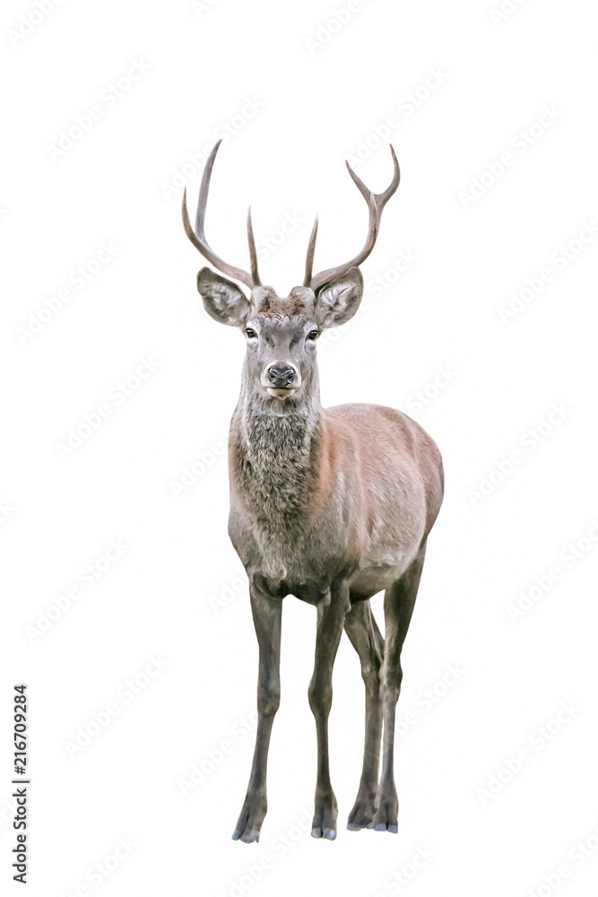 Fototapeta premium Red Deer (Cervus elaphus) isolated on white Background