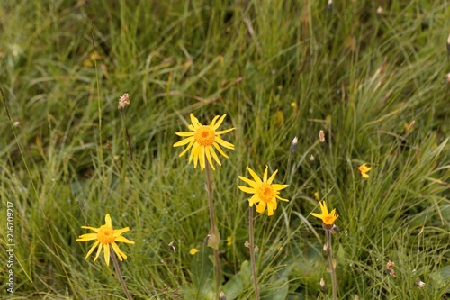 Flowers of wolf's bane (Arnica montana)