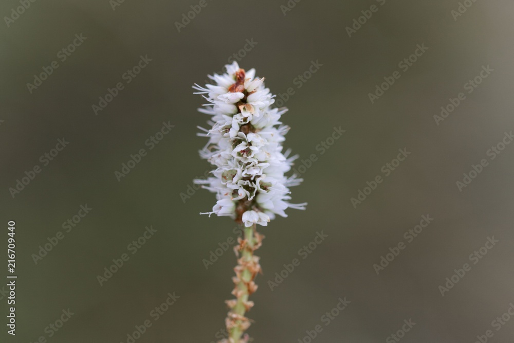 Alpine Bistort (Persicara vivpara) flower