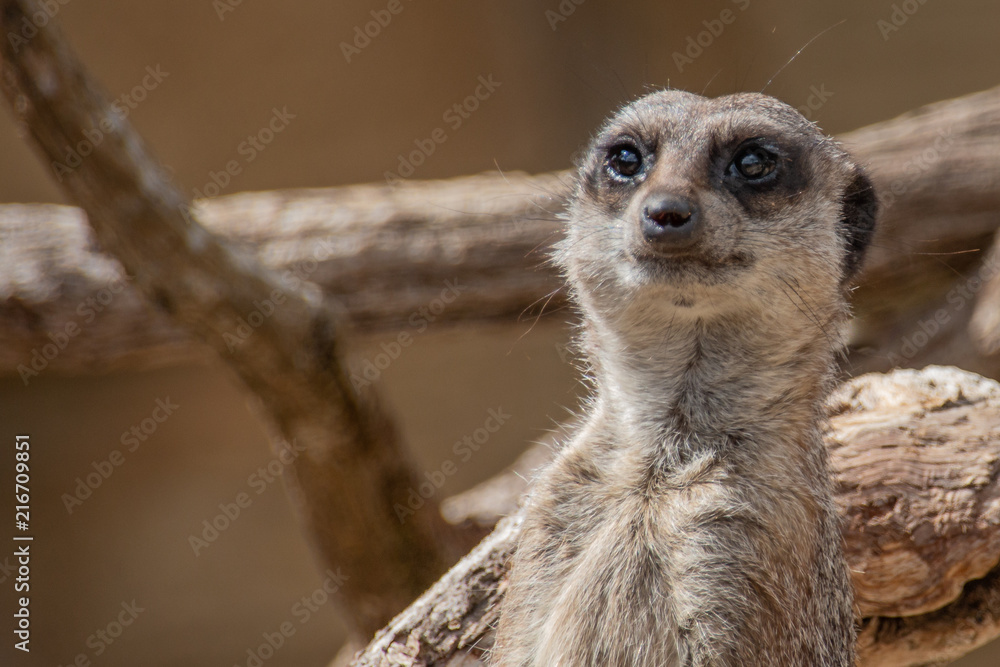 Fototapeta premium Meerkat on guard