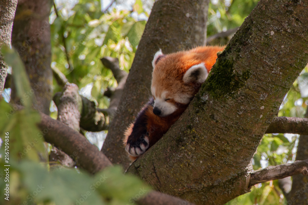 Naklejka premium Red Panda asleep