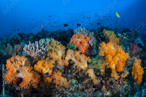 Fototapeta Naklejka Na Ścianę i Meble -  Flourishing Coral Reef in Komodo National Park