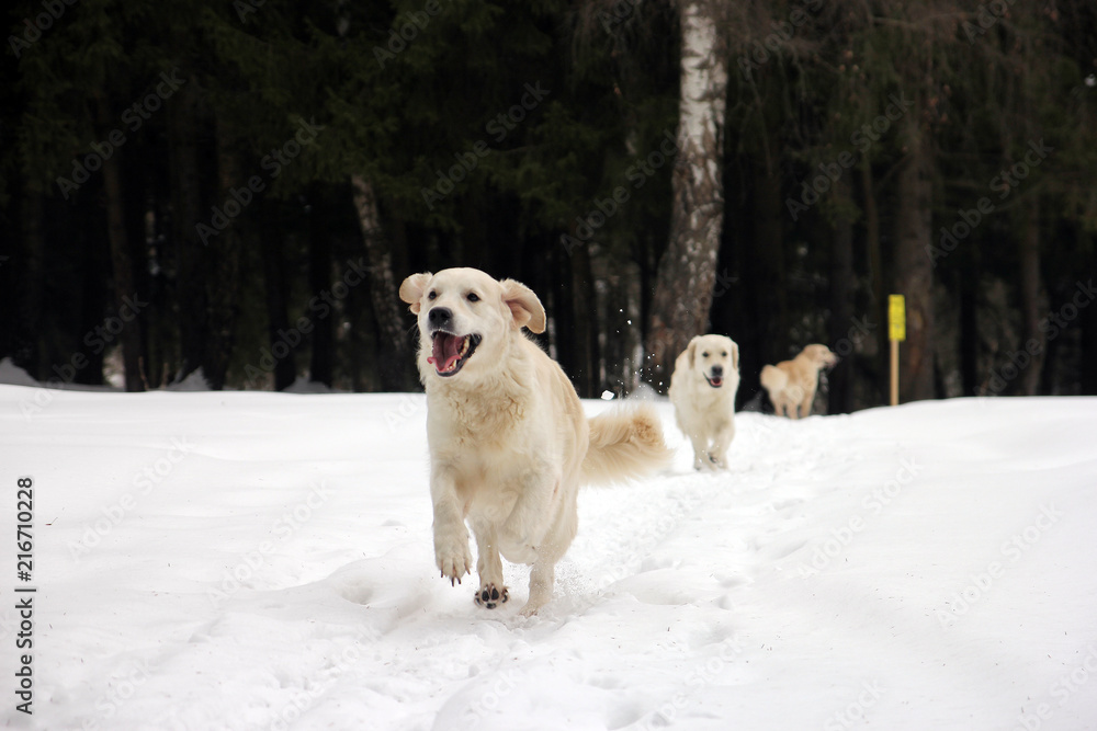 beautiful dogs white golden retrievers running on us through the snow in winter forest