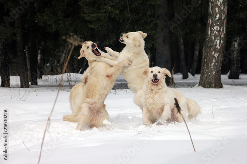 Fototapeta Naklejka Na Ścianę i Meble -  several best white cream golden retrievers play fervently in snow on snowy meadow