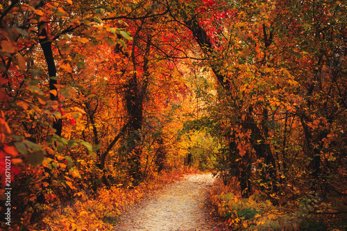 A road in autumn forest. Trees with yellow leaves.