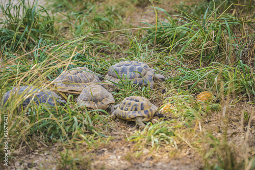 Familie of turtles outdoors, selective focus