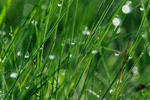 macro green grass with dew drops water
