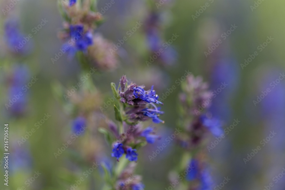 Hyssop flowers (Hyssopus officinalis) Hyssop flowers (Hyssopus officinalis)