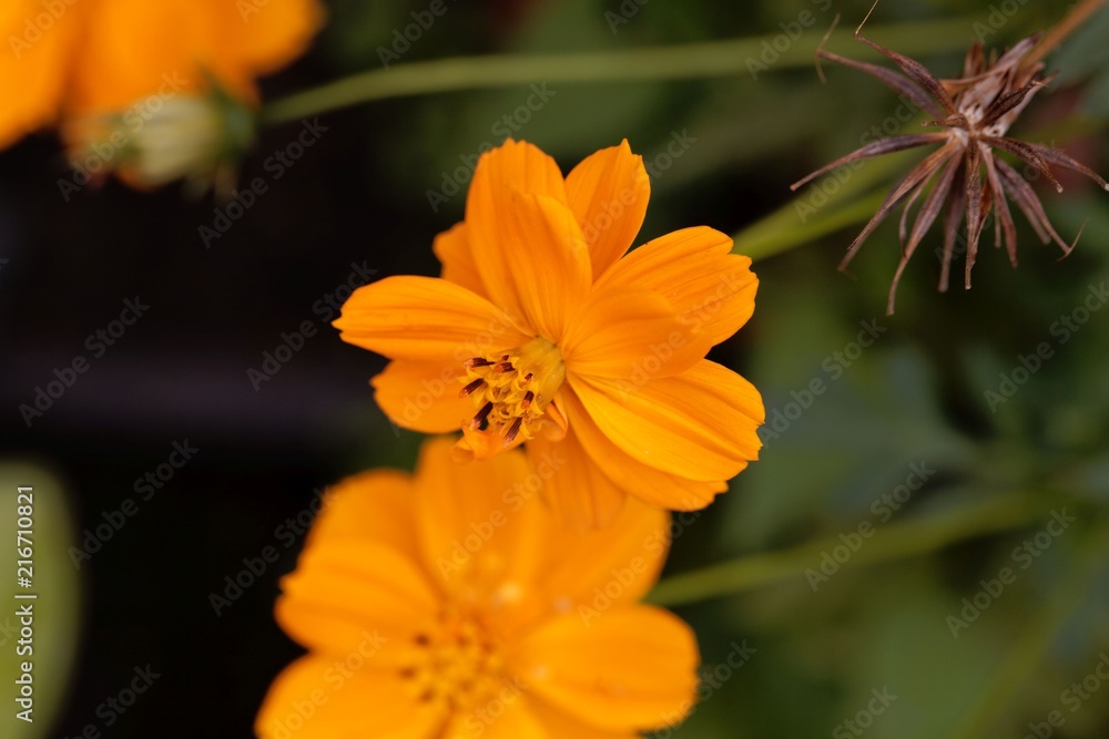Flower of a sulfur cosmos (Cosmos sulphureus) Flower of a sulfur cosmos (Cosmos sulphureus)