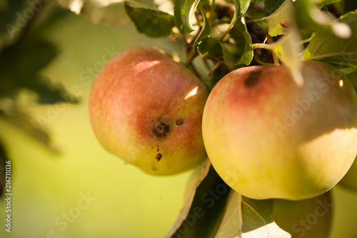 Wormy apple on white background