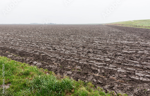 Potato field in the Dutch province of Groningen