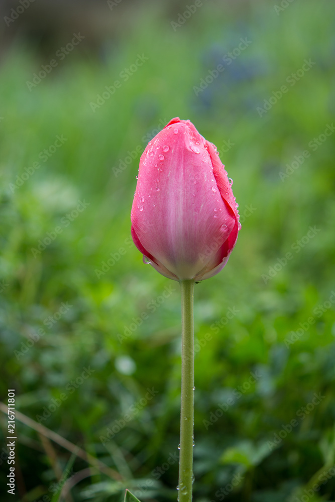 Fototapeta premium rote Tulpe nach Regen